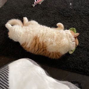 Meet your Posher, Barb